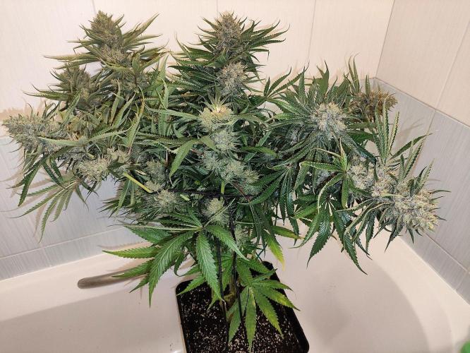 Seasone 2- Hella Jelly. Week 13