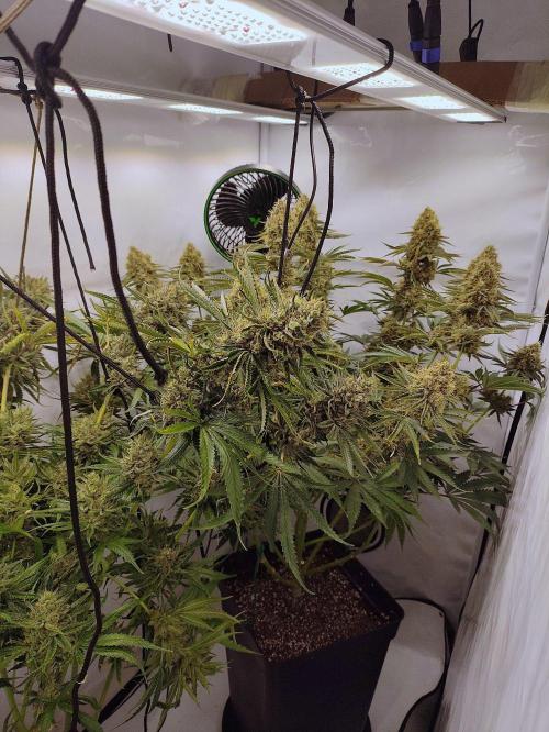 Seasone 2- Hella Jelly. Week 13