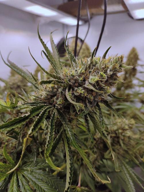 Seasone 2- Hella Jelly. Week 13