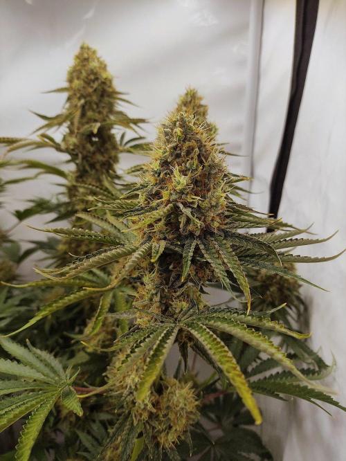 Seasone 2- Hella Jelly. Week 13