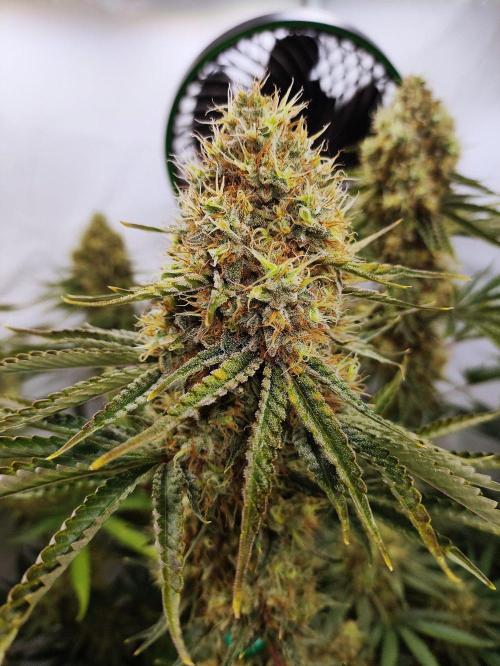Seasone 2- Hella Jelly. Week 13