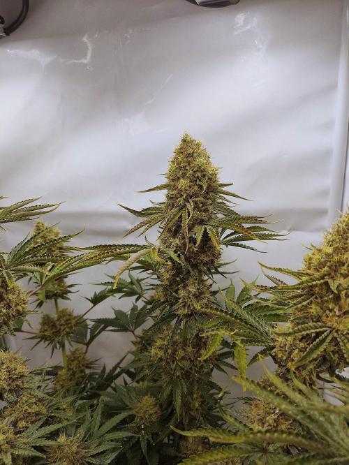 Seasone 2- Hella Jelly. Week 13