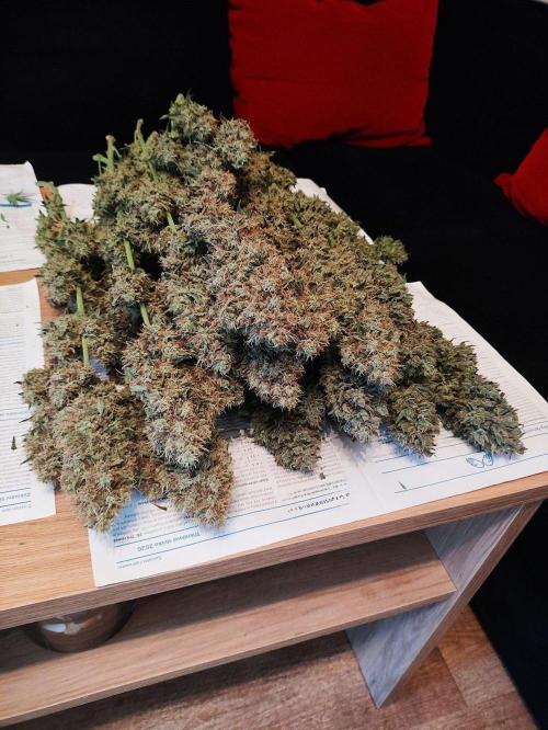 Seasone 2- Hella Jelly. Week 13