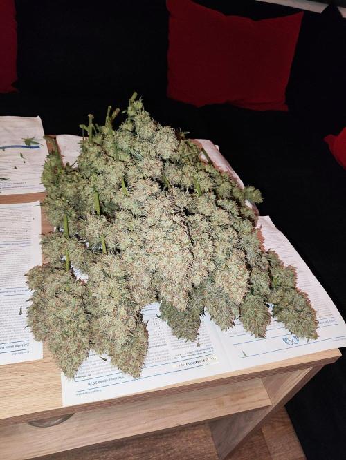 Seasone 2- Hella Jelly. Week 13