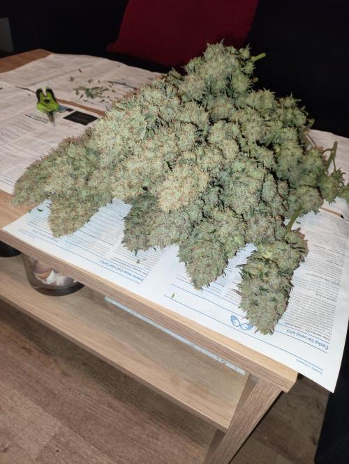 Seasone 2- Hella Jelly. Week 13