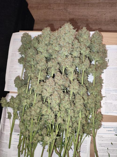 Seasone 2- Hella Jelly. Week 13