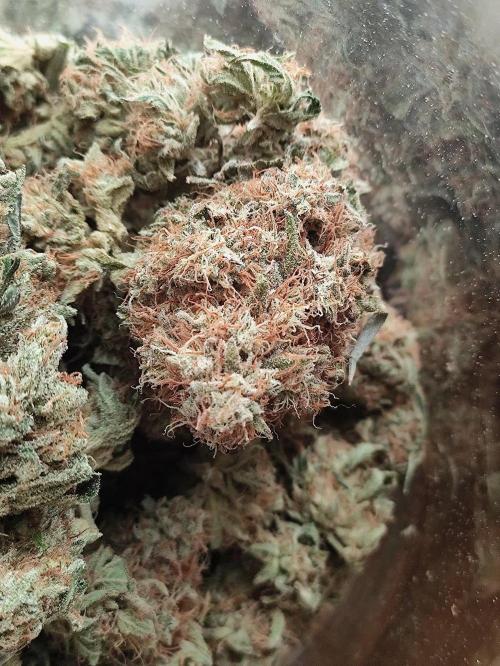 Seasone 2- Hella Jelly. Week 13