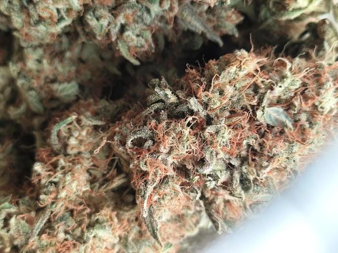 Seasone 2- Hella Jelly. Week 13