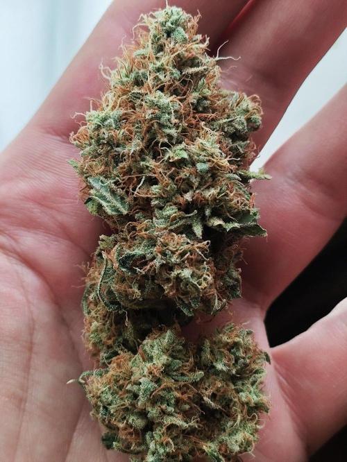Seasone 2- Hella Jelly. Week 13