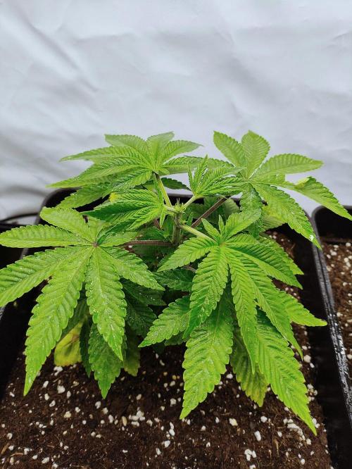 Seasone 3- Lemon Orange. Week 3