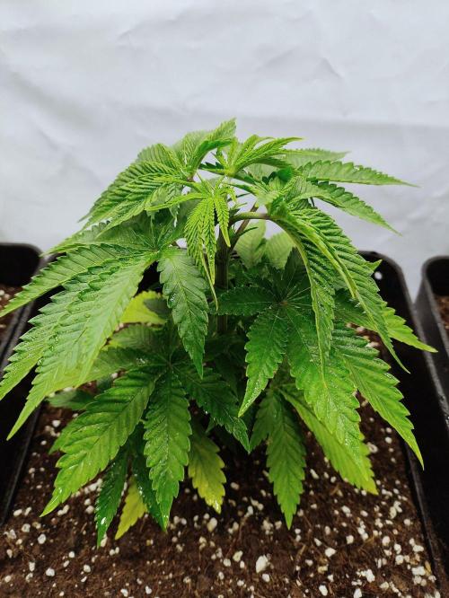 Seasone 3- Lemon Orange. Week 3