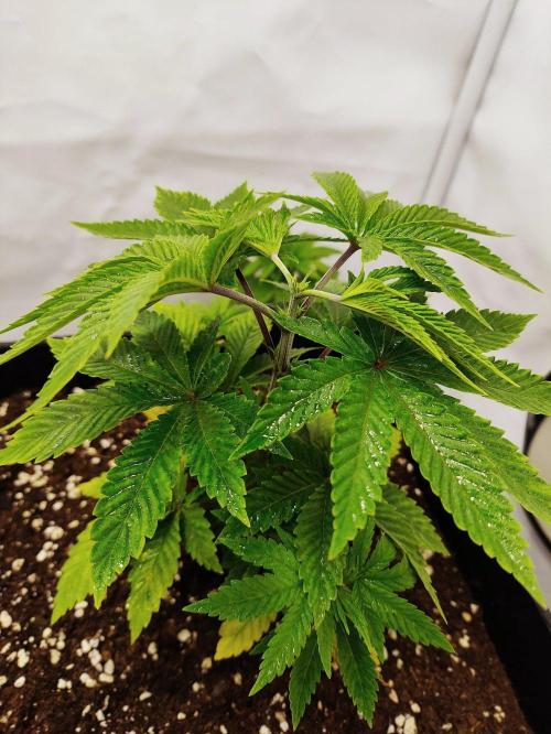 Seasone 3- Lemon Orange. Week 3