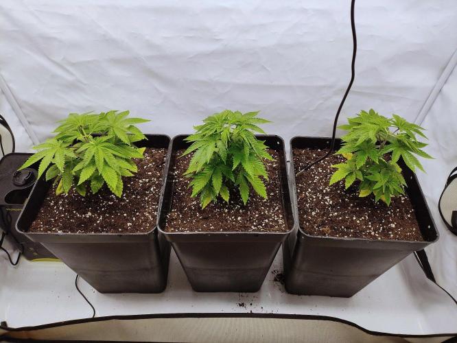 Seasone 3- Lemon Orange. Week 3