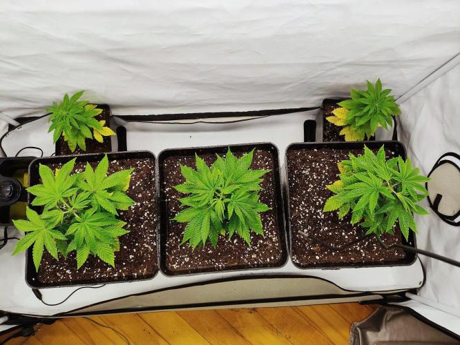 Seasone 3- Lemon Orange. Week 3
