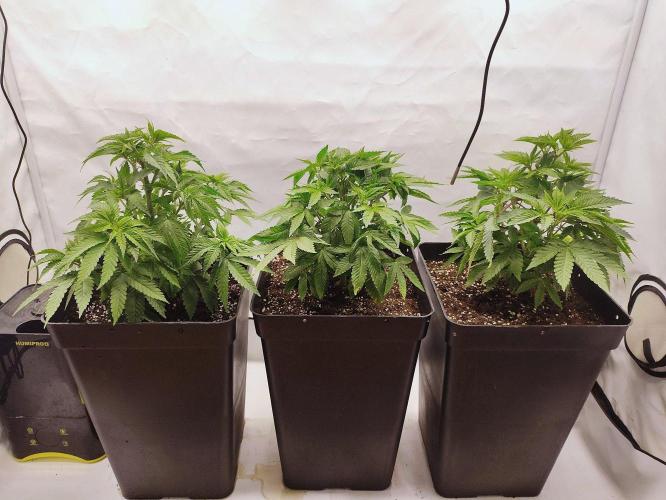 Seasone 3- Lemon Orange. Week 4