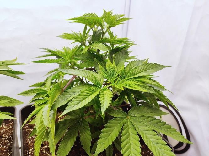 Seasone 3- Lemon Orange. Week 4