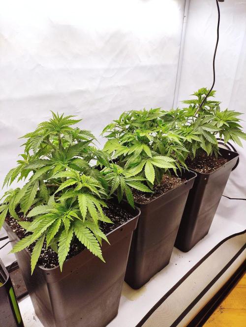 Lemon Orange. Week 4