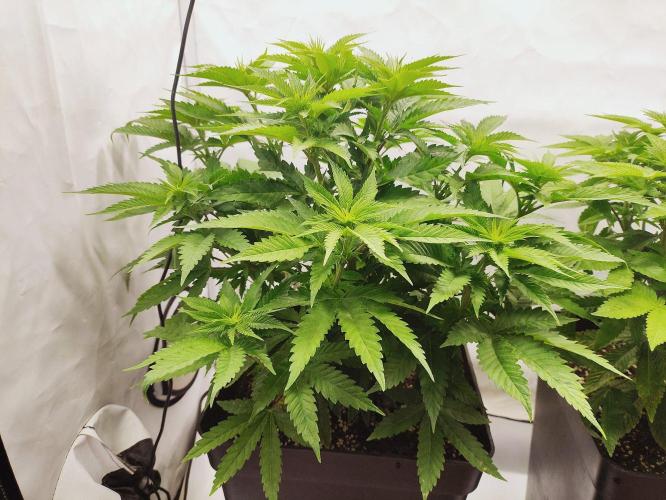 Seasone 3- Lemon Orange. Week 5