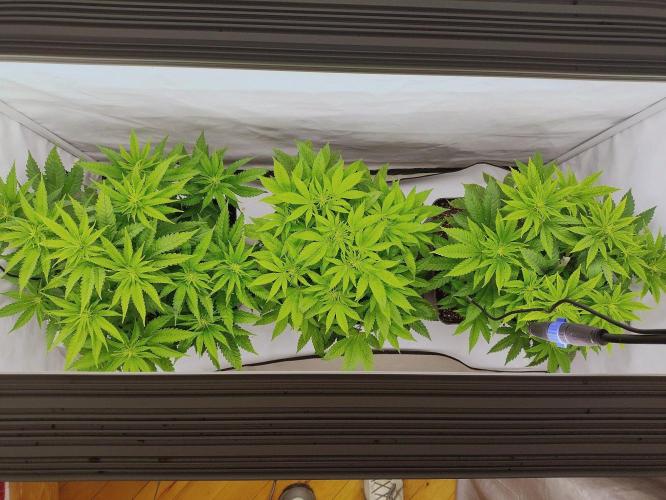 Lemon Orange. Week 5