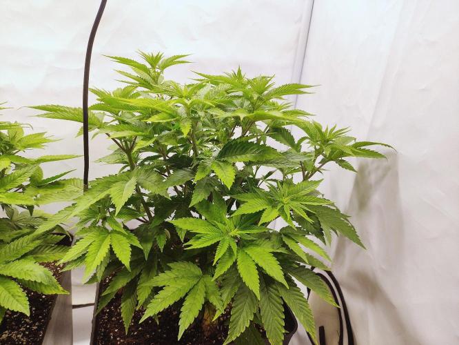 Seasone 3- Lemon Orange. Week 5