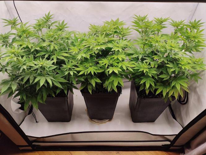 Seasone 3- Lemon Orange. Week 6
