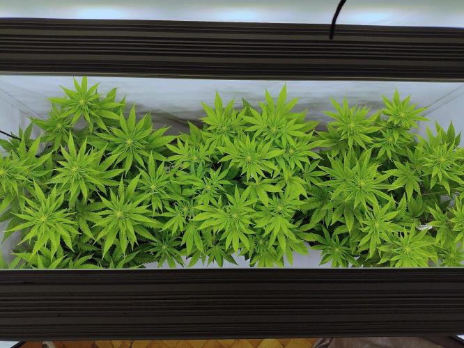 Seasone 3- Lemon Orange. Week 6