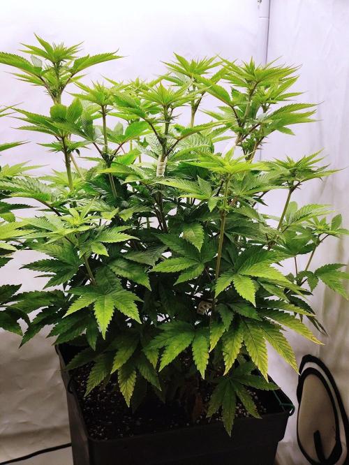 Lemon Orange. Week 6