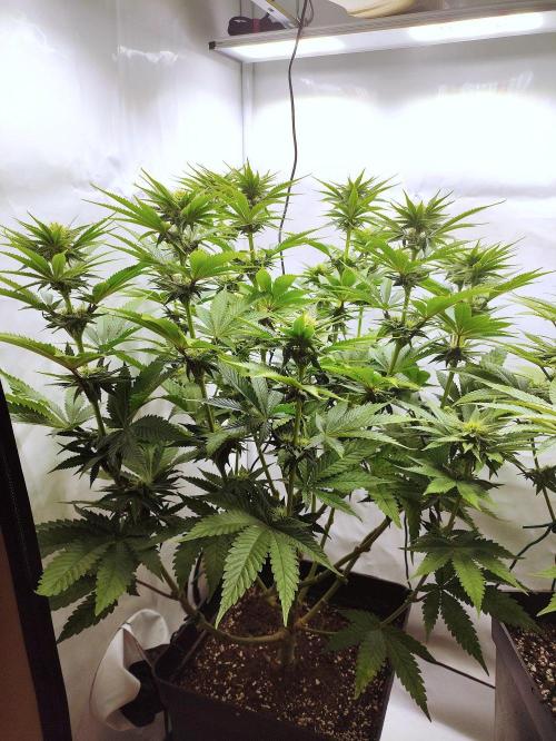 Seasone 3- Lemon Orange. Week 8