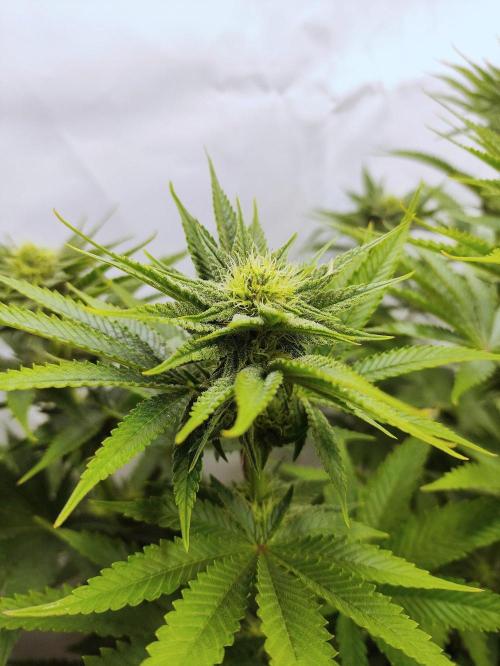 Seasone 3- Lemon Orange. Week 8