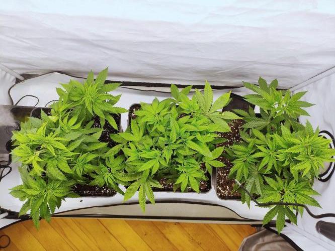 Seasone 3- Lemon Orange. Week 4