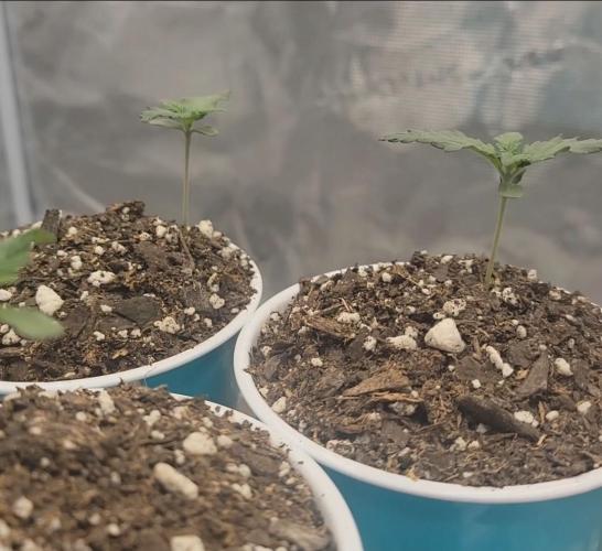 Mimosa x Orange Punch. Week 1