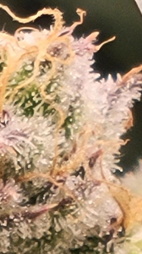 Mimosa x Orange Punch. Week 15 - Is it ready to harvest i dont see any amber.