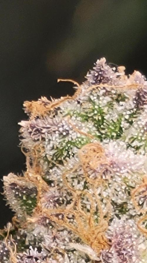Mimosa x Orange Punch. Week 15