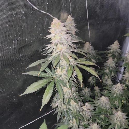 Mimosa x Orange Punch. Week 15