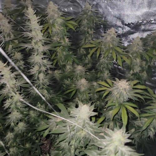 Mimosa x Orange Punch. Week 15