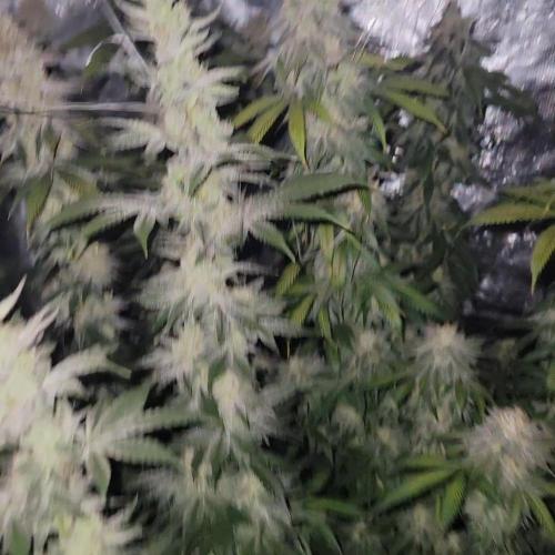 Mimosa x Orange Punch. Week 15
