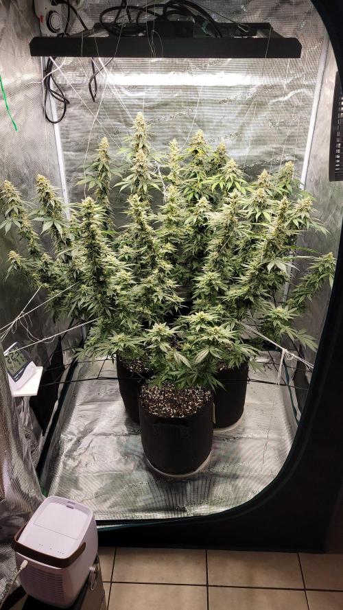 Mimosa x Orange Punch. Week 15