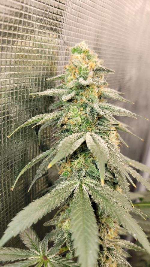 Mimosa x Orange Punch. Week 15
