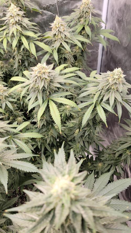 Mimosa x Orange Punch. Week 15