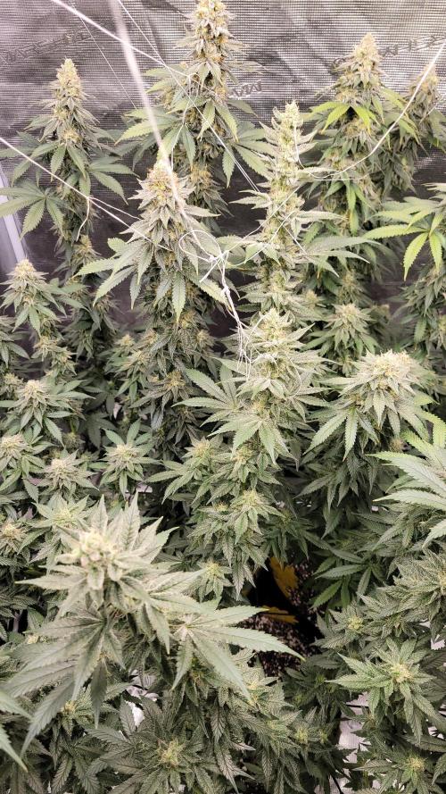 Mimosa x Orange Punch. Week 15