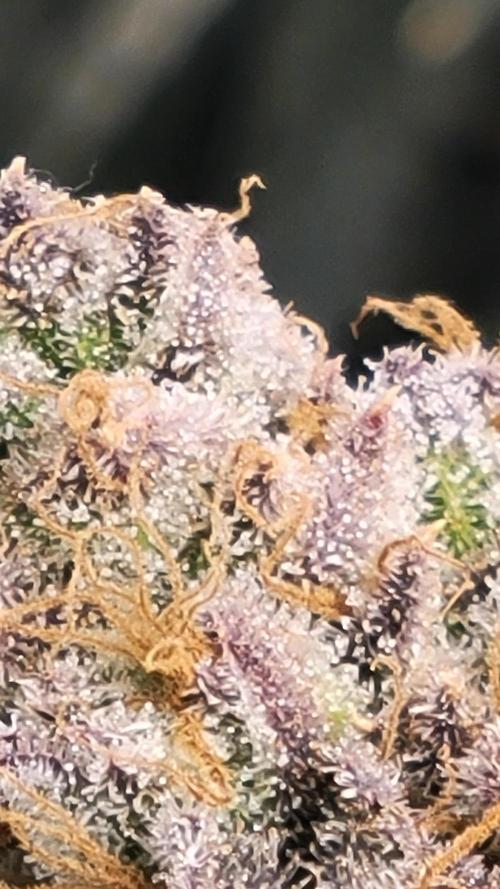 Mimosa x Orange Punch. Week 16 - Week 9 of flower