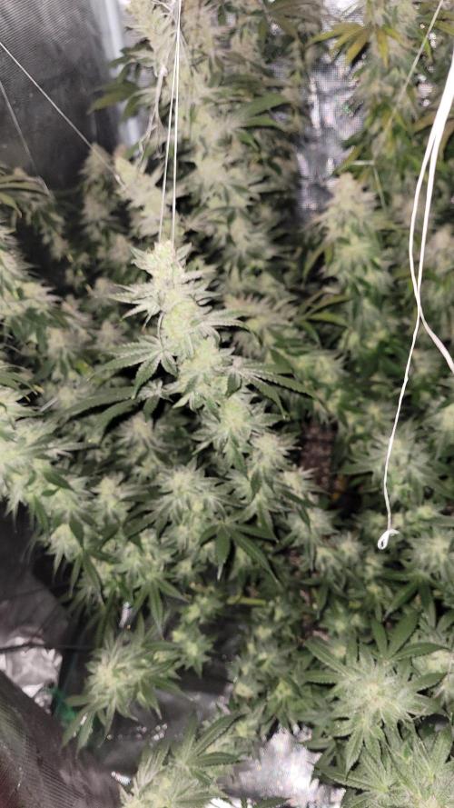 Mimosa x Orange Punch. Week 16