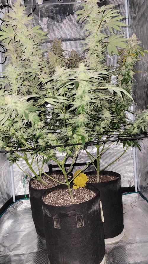 Mimosa x Orange Punch. Week 17
