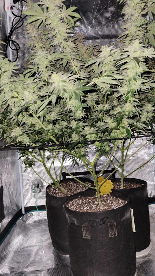 Mimosa x Orange Punch. Week 17
