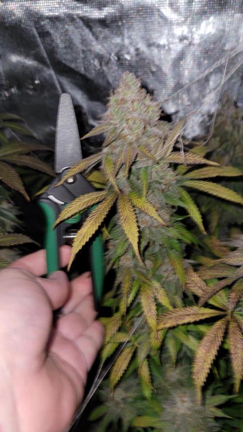 Mimosa x Orange Punch. Week 17