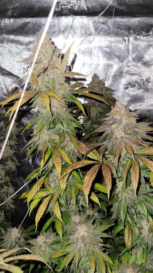 Mimosa x Orange Punch. Week 17