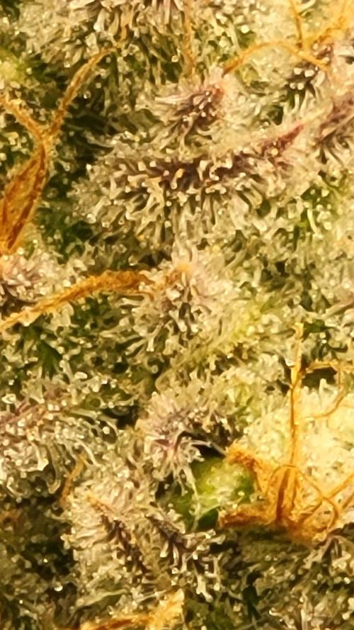 Mimosa x Orange Punch. Week 17