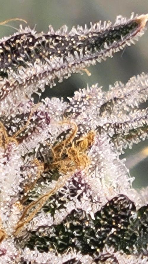Mimosa x Orange Punch. Week 17