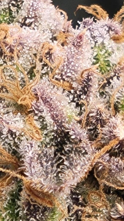 Mimosa x Orange Punch. Week 17