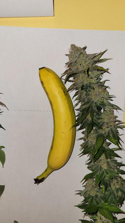 Mimosa x Orange Punch. Week 18
